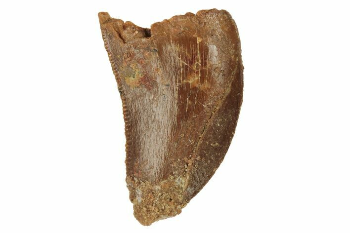 Serrated, Juvenile Carcharodontosaurus Tooth #228779